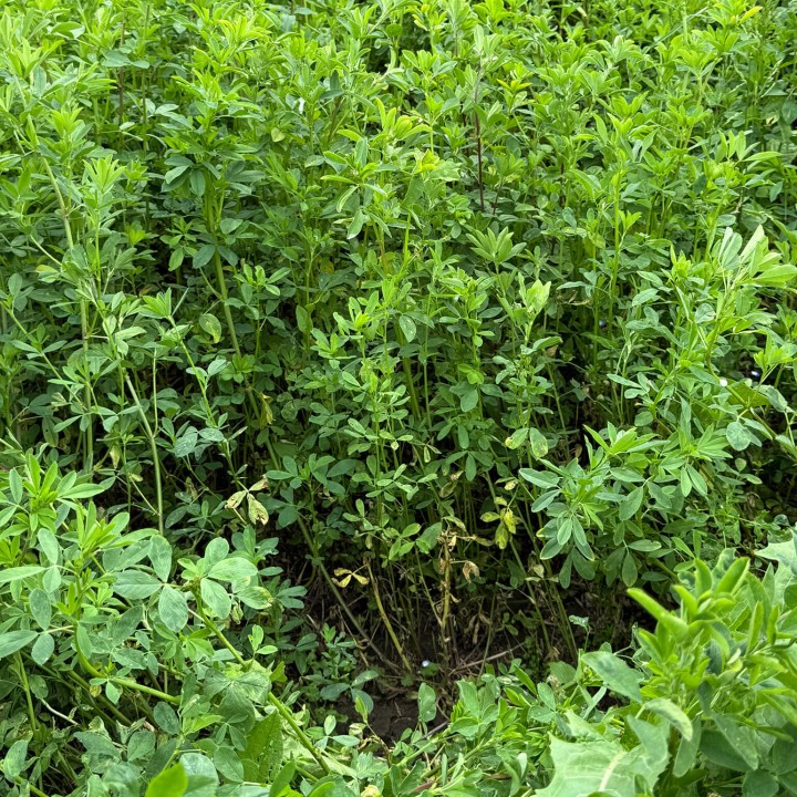 Samanta Lucerna Drajata MAS ALFA 4, Mas Seeds, 25 kg Samanta Lucerna Drajata MAS ALFA 4, Mas Seeds, 25 kg