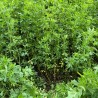 Samanta Lucerna Drajata MAS ALFA 4 Mas Seeds - sac 25 kg