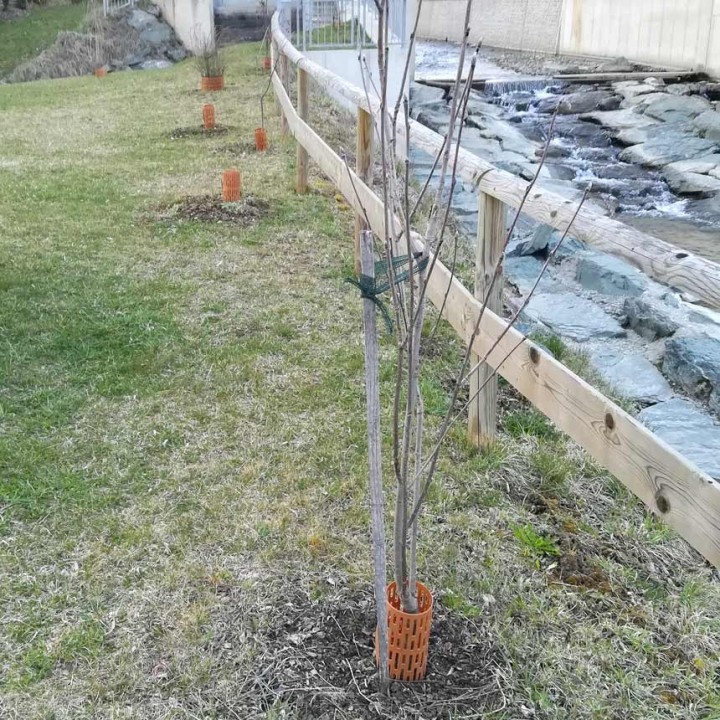 WITA KNABB® PRO - Invelitoare protectie trunchiuri copaci