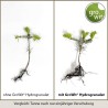 Hidrogranulat organic GROWIT® - 500 g, Witasek, Retine apa si nutrientii in sol, Activ 3-5 ani, Pentru toate culturile