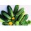 Seminte Castraveti Cornichon Cross Country F1 Clause 10 g
