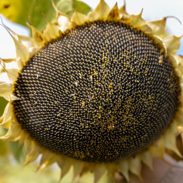 Seminte de Floarea Soarelui KWS FORTANES SU, Express, Tribenuron-metil