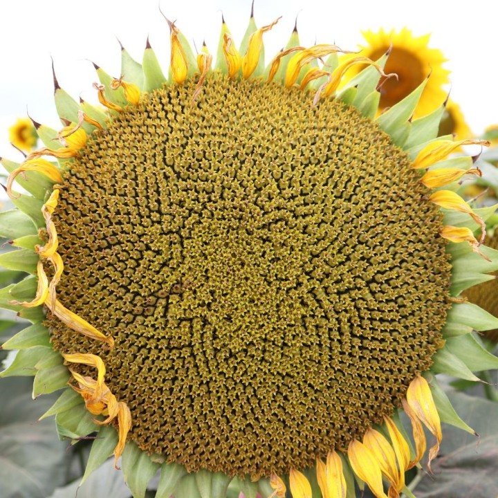 Seminte de Floarea Soarelui KWS ARNOLDES CL HO, Clearfield