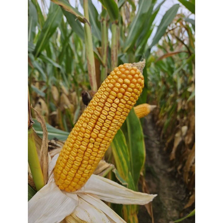 Samanta Porumb TURBOJET Mas Seeds, FAO 310, Boabe