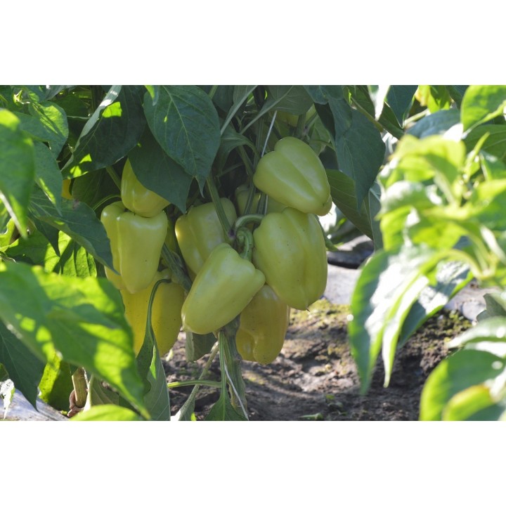 Seminte Ardei gras DACIANA F1 Hektar - 50 seminte