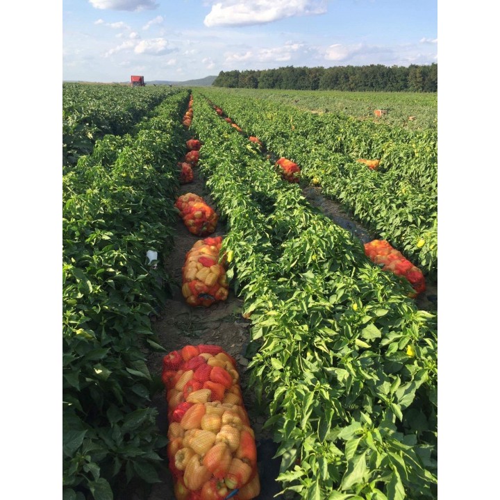 Seminte Ardei gras DACIANA F1 Hektar - 50 seminte