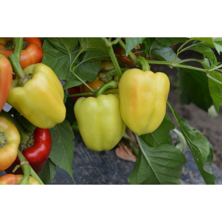 Seminte Ardei gras DACIANA F1 Hektar - 50 seminte