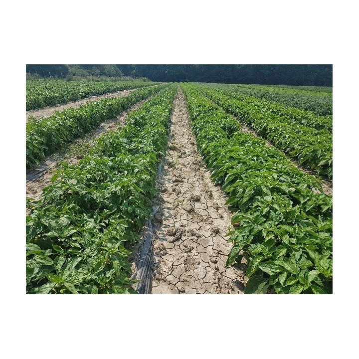 Seminte Ardei gras DACIANA F1 Hektar - 50 seminte