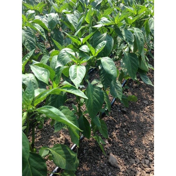 Seminte Ardei lung POTAISA F1 Hektar - 100 seminte