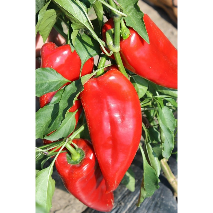 Seminte Ardei lung POTAISA F1 Hektar - 100 seminte