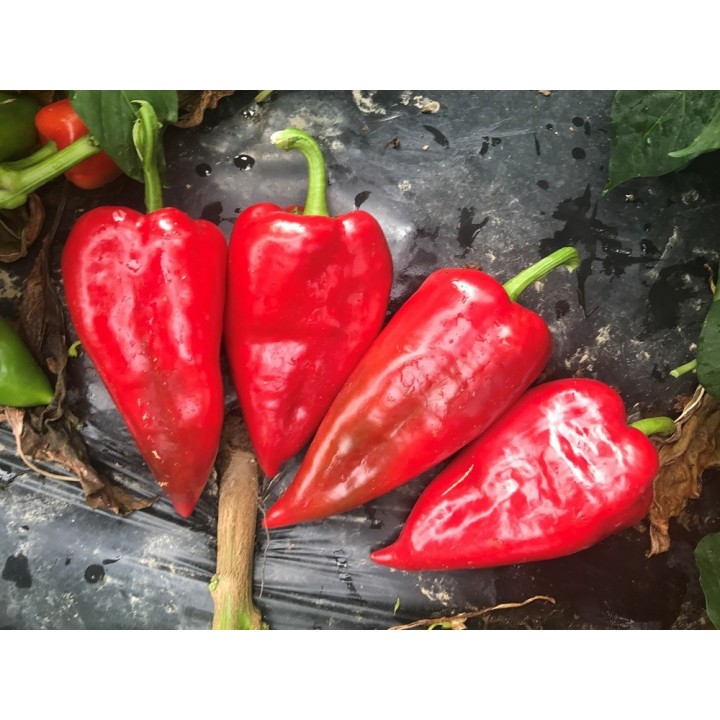 Seminte Ardei lung POTAISA F1 Hektar - 100 seminte