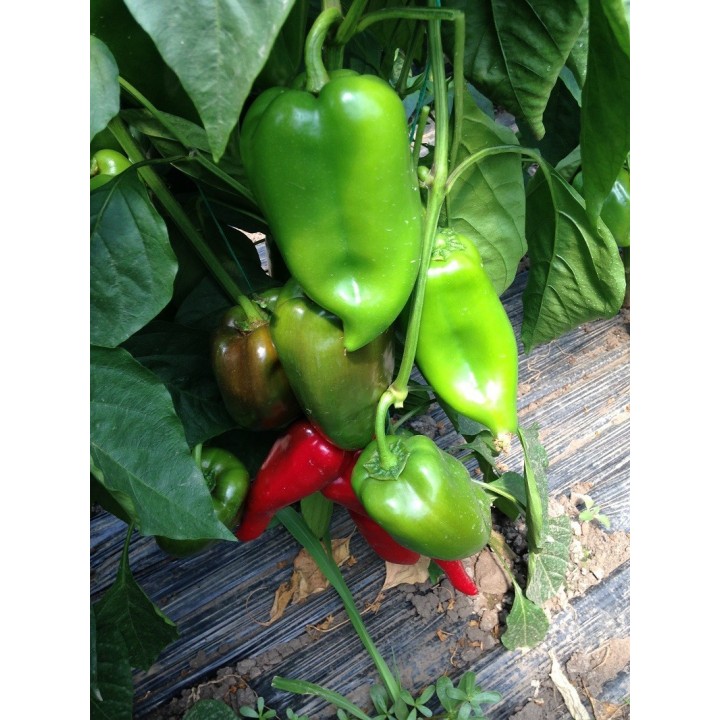 Seminte Ardei lung POTAISA F1 Hektar - 100 seminte