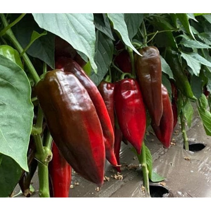 Seminte Ardei lung POTAISA F1 Hektar - 100 seminte