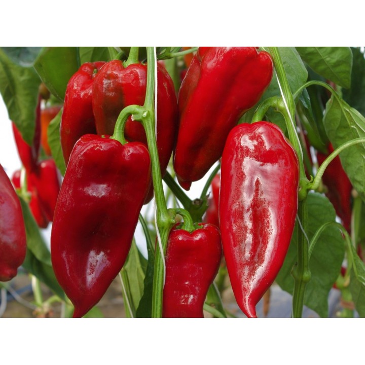 Seminte Ardei lung POTAISA F1 Hektar - 100 seminte