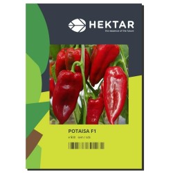 Seminte Ardei Lung POTAISA F1, Hektar - 500 seminte, Timpuriu, Ureche de Elefant