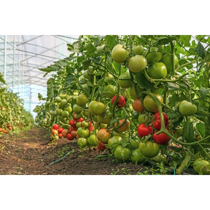 Seminte Tomate OLTENA F1 Hektar - 100 seminte