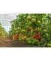 Seminte Tomate OLTENA F1 Hektar - 100 seminte