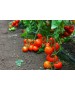 Seminte Tomate OLTENA F1 Hektar - 100 seminte