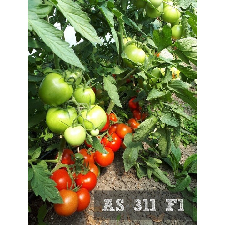 Seminte Tomate OLTENA F1 Hektar - 100 seminte