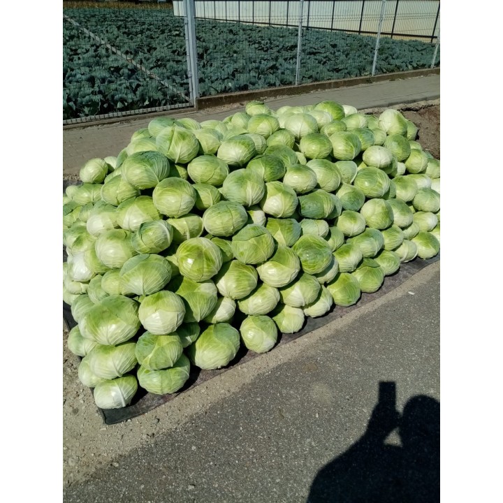 Seminte Varza BEVERLY HILLS F1 Hektar - 10.000 seminte