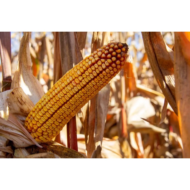 Samanta Porumb RGT DEXTER, FAO 310 - Sac 50.000 boabe