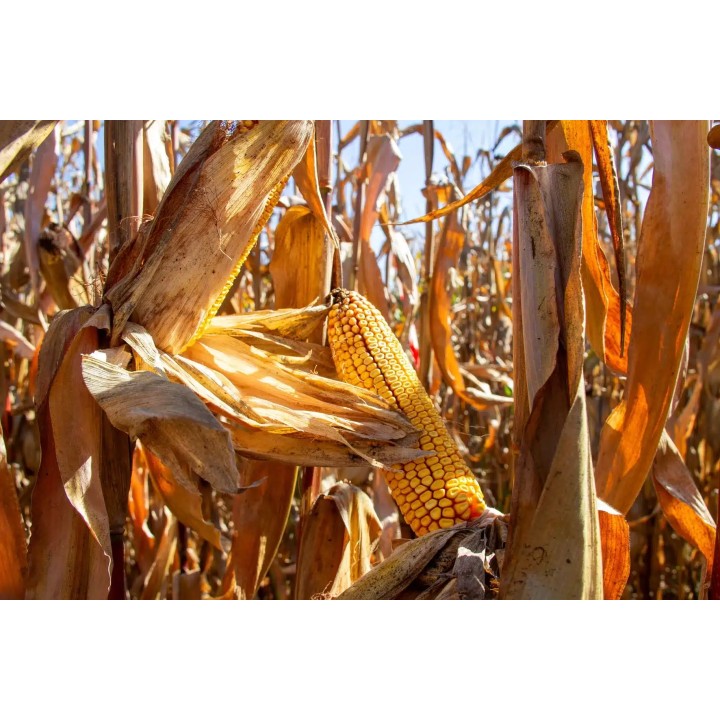 Samanta Porumb RGT DEXTER, FAO 310 - Sac 50.000 boabe