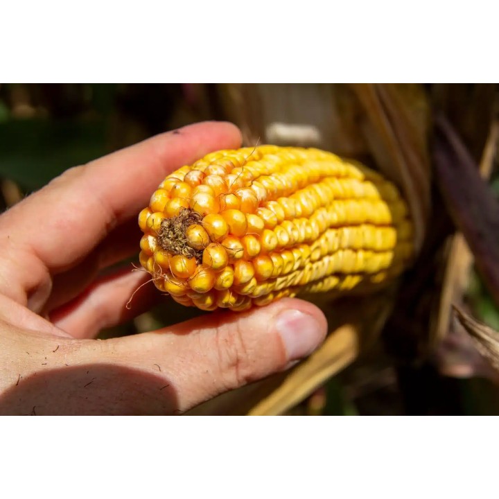 Samanta Porumb RGT OXANDRO, FAO 380 - Sac 50.000 boabe