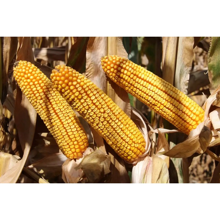 Samanta Porumb RGT FUTURIXX, FAO 380 - Sac 50.000 boabe