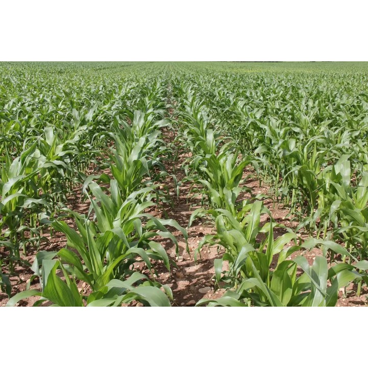 Samanta Porumb RGT FUTURIXX, FAO 380 - Sac 50.000 boabe