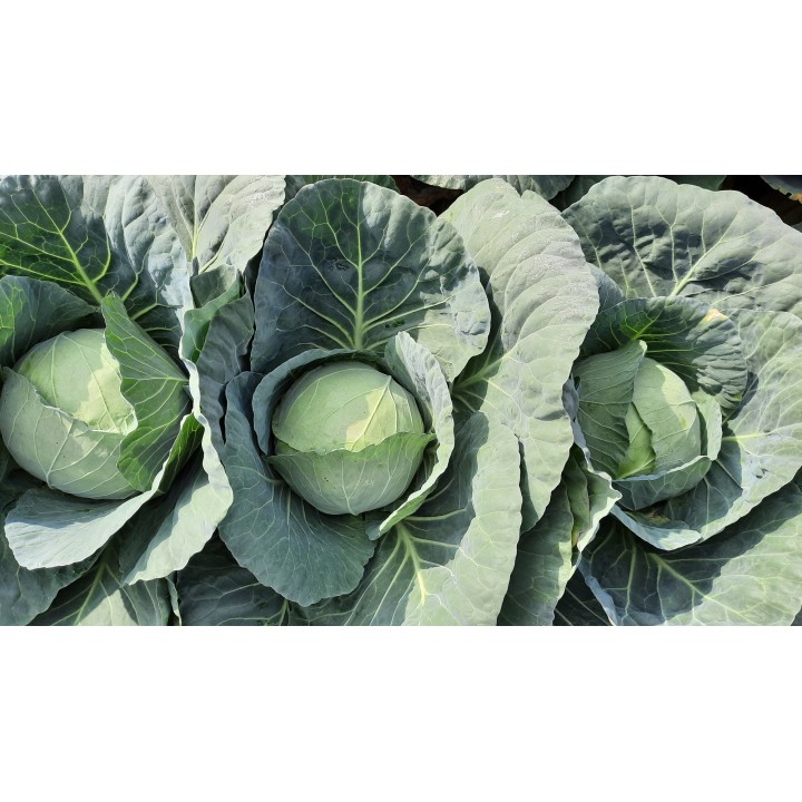 Seminte Varza VICTORIA F1 Hektar - 10.000 seminte