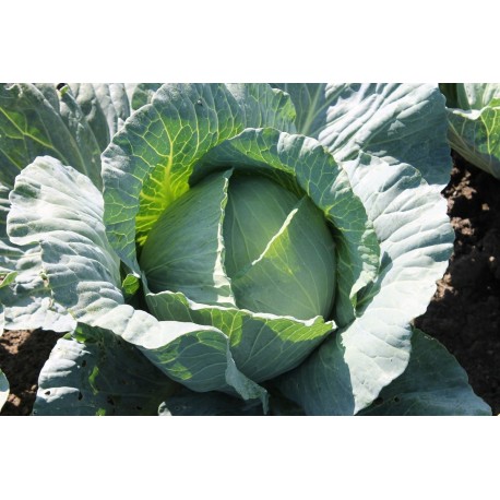 Seminte Varza VICTORIA F1 Hektar - 10.000 seminte