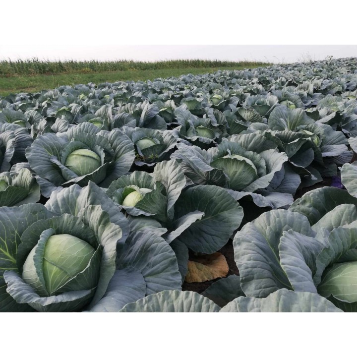 Seminte Varza VICTORIA F1 Hektar - 10.000 seminte