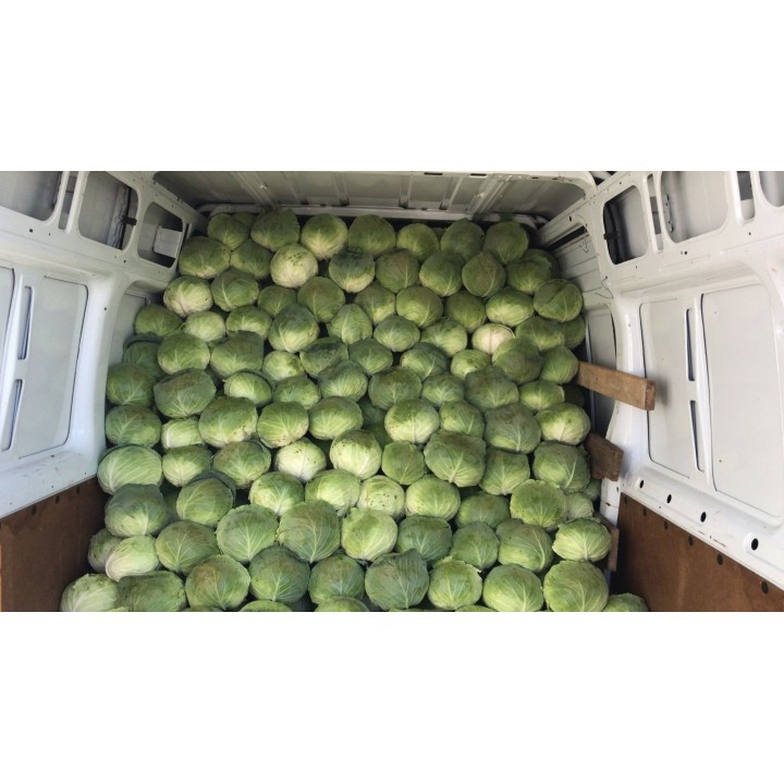 Seminte Varza VICTORIA F1 Hektar - 10.000 seminte