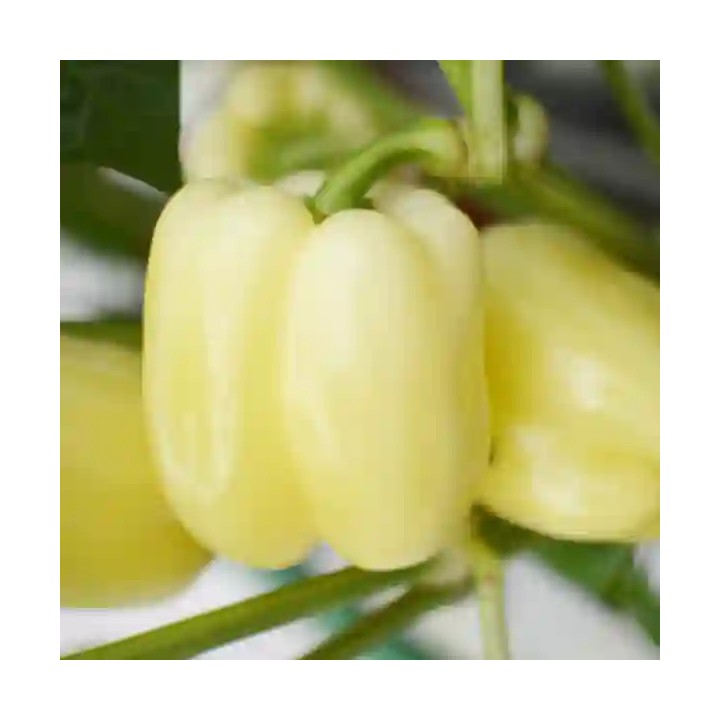 Seminte Ardei ROMULUS F1, Hektar – 100 seminte | Hibrid romanesc