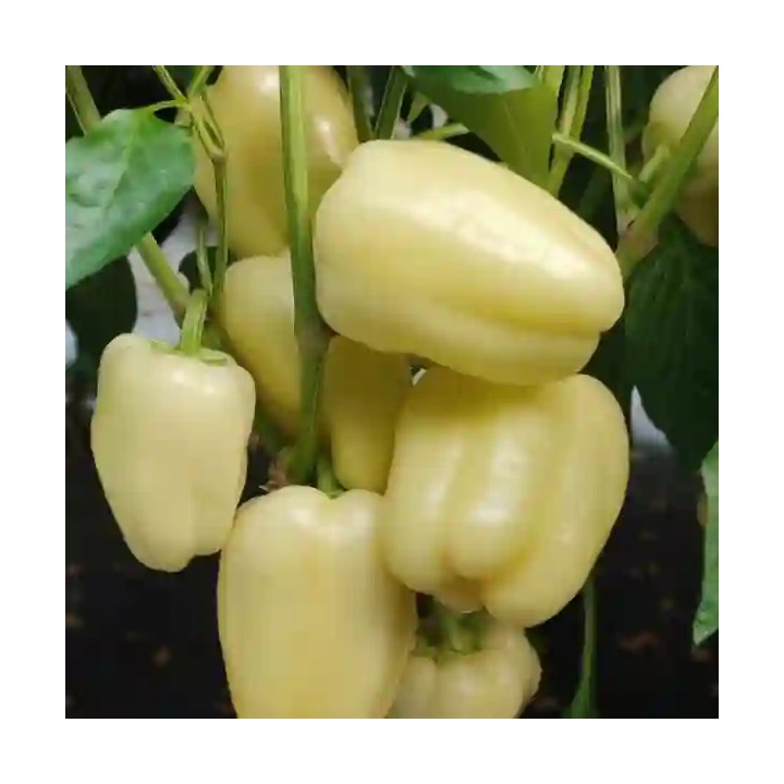 Seminte Ardei ROMULUS F1, Hektar – 100 seminte | Hibrid romanesc