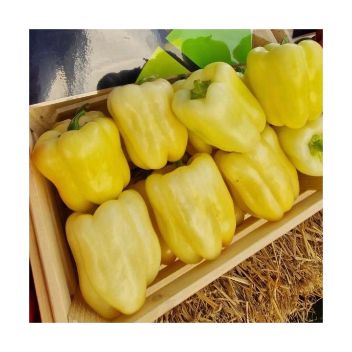 Seminte Ardei ROMULUS F1, Hektar – 100 seminte | Hibrid romanesc