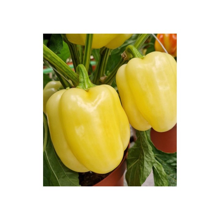 Seminte Ardei TURDA F1 – 500 seminte Hektar | Productivitate ridicata