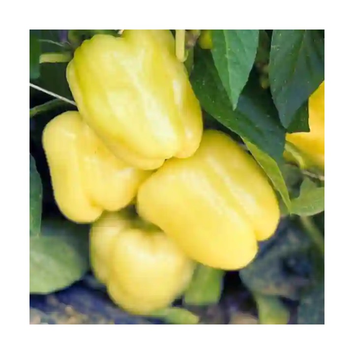 Seminte Ardei TURDA F1 – 500 seminte Hektar | Productivitate ridicata