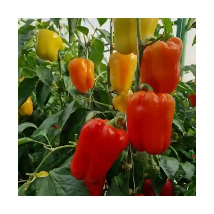 Seminte Ardei TURDA F1 – 500 seminte Hektar | Productivitate ridicata