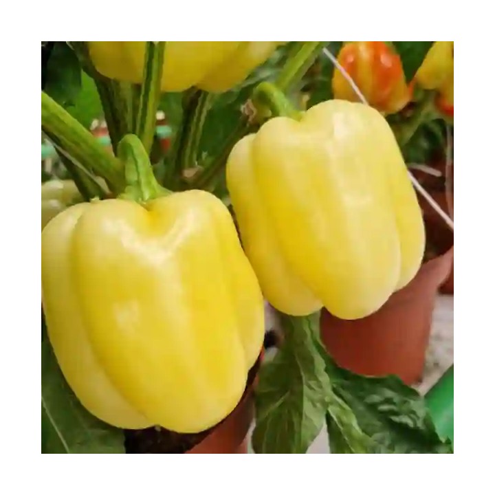 Seminte Ardei TURDA F1 – 50 seminte Hektar | Productivitate ridicata