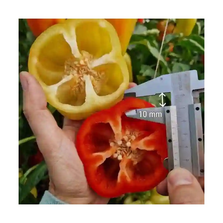 Seminte Ardei TURDA F1 – 50 seminte Hektar | Productivitate ridicata