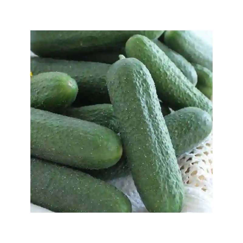 Seminte castraveti BICAZ F1 Cornichon – 100 seminte Hektar