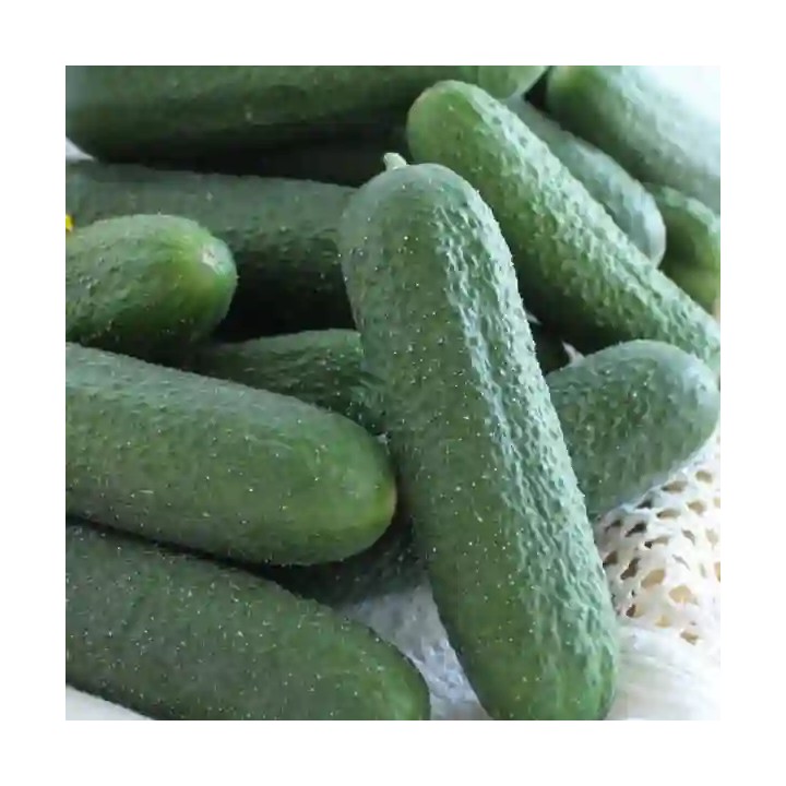 Seminte castraveti BICAZ F1 Cornichon – 100 seminte Hektar