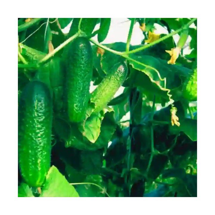 Seminte castraveti BICAZ F1 Cornichon – 100 seminte Hektar