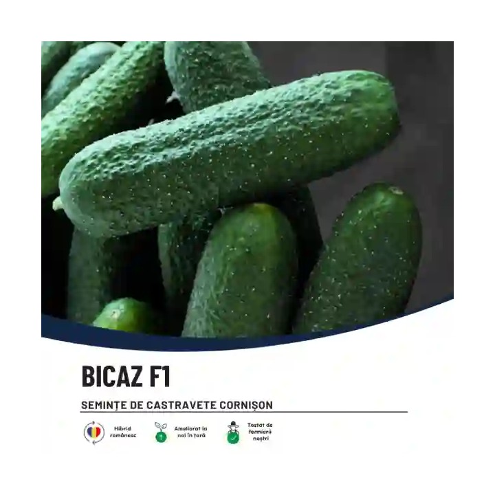 Seminte castraveti BICAZ F1 Cornichon – 100 seminte Hektar