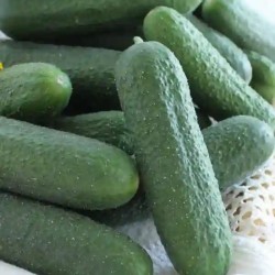 Seminte Castraveti Cornison BICAZ F1, Hektar - 500 seminte, Timpuriu