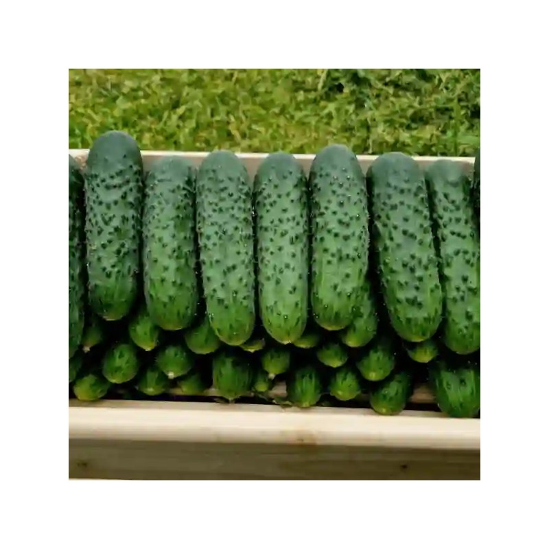 Seminte castraveti DORNA F1 Cornichon – 100 seminte Hektar