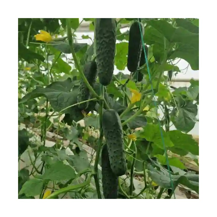 Seminte castraveti DORNA F1 Cornichon – 50 seminte Hektar