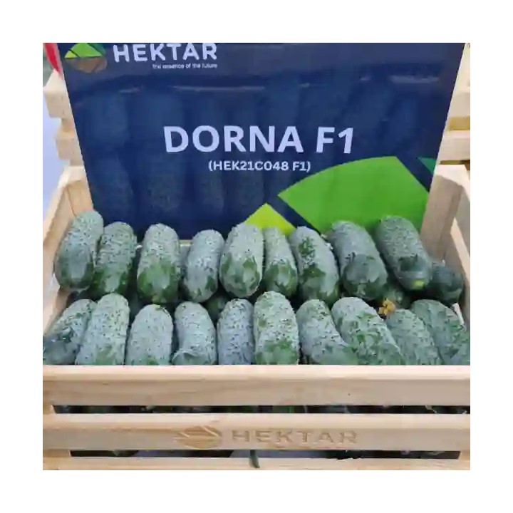 Seminte castraveti DORNA F1 Cornichon – 500 seminte Hektar