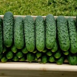 Seminte Castraveti Cornison DORNA F1, Hektar - 500 seminte, Hibrid foarte timpuriu